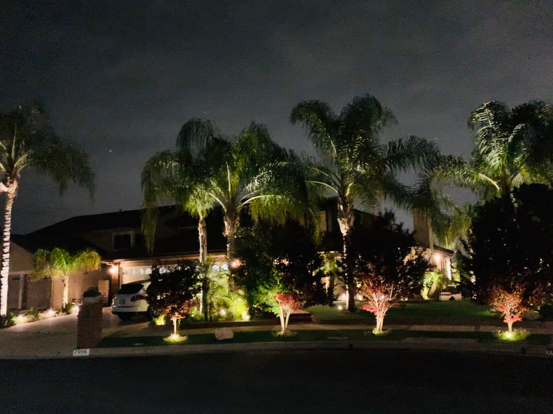 Spotlight the Beauty of Your Trees with Outdoor Lighting