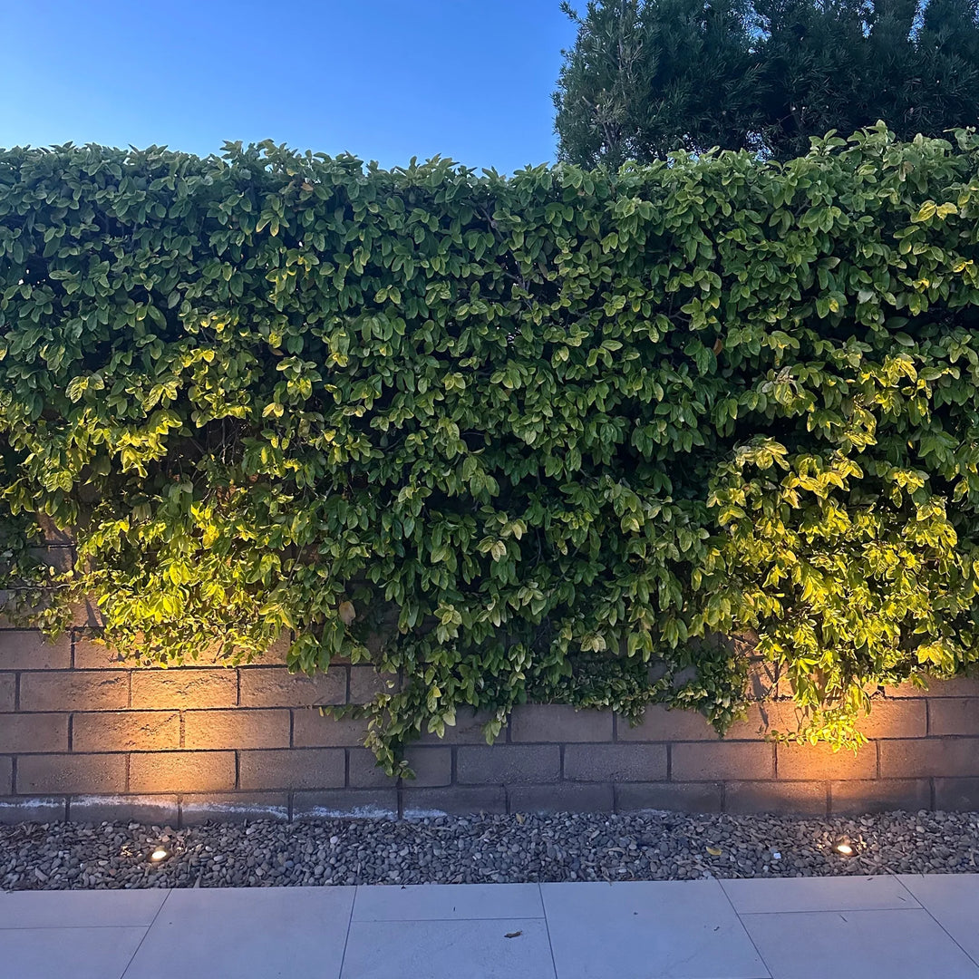 Outdoor Landscape Lighting LED 12V Low Voltage UNBP02 Stelvio Cast Brass In-Ground Well Light Low Voltage Landscape Lighting