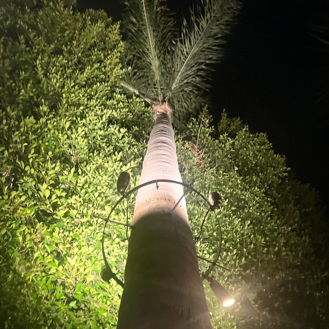 Outdoor Landscape Lighting LED 12V Low Voltage TRA01 Palm Tree Mounting Ring Light Bracket Landscape Lighting Accessory Light Fixture Mount